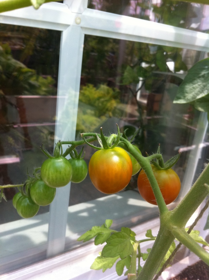 Tomato Tuesday Thread (N&C Midwest).. - Page 7 27933511