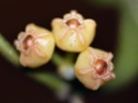 Hoya heuschkeliana subsp cajanoae 01310