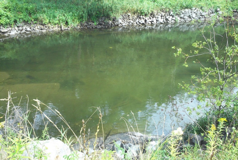 Plongée en apnée sur la rivière Petite-Nation – 20 août 2011 213
