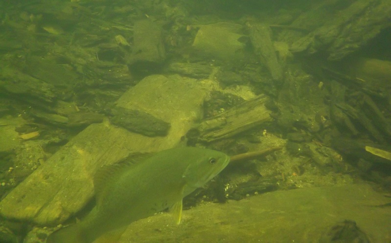 Plongée en apnée sur la rivière Petite-Nation – 24 juillet 2011 2410