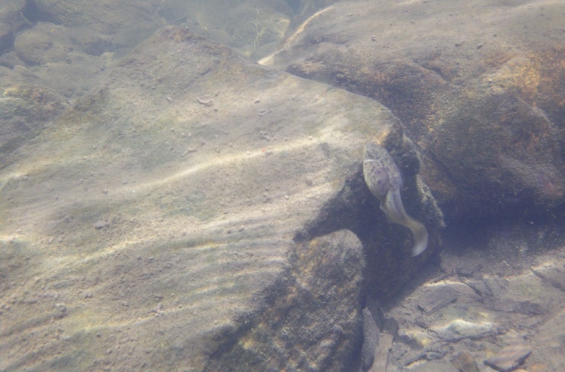 Plongée en apnée sur la rivière Petite-Nation – 24 juillet 2011 310