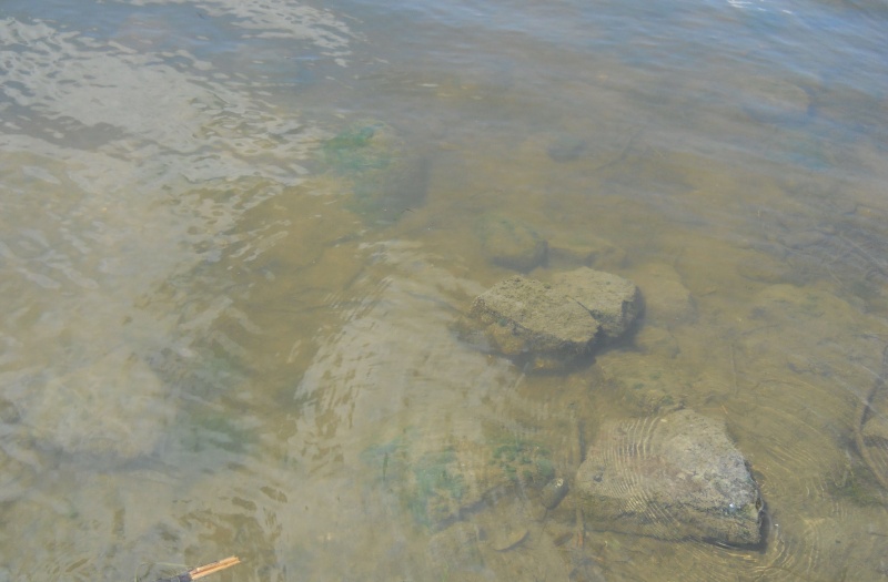 Rapport de plongée - Rivières des Milles-Isles/Laval - 4 août 2011 711