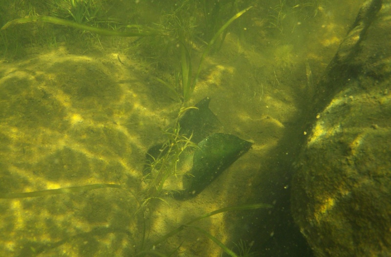 Plongée en apnée sur la rivière Petite-Nation – 24 juillet 2011 810