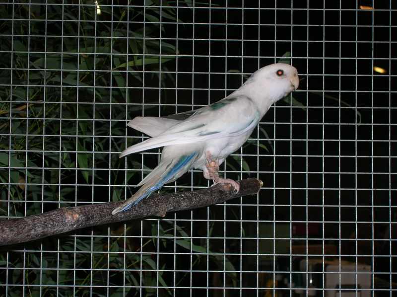 expo d'oiseaux de Morlaix 028nvc10