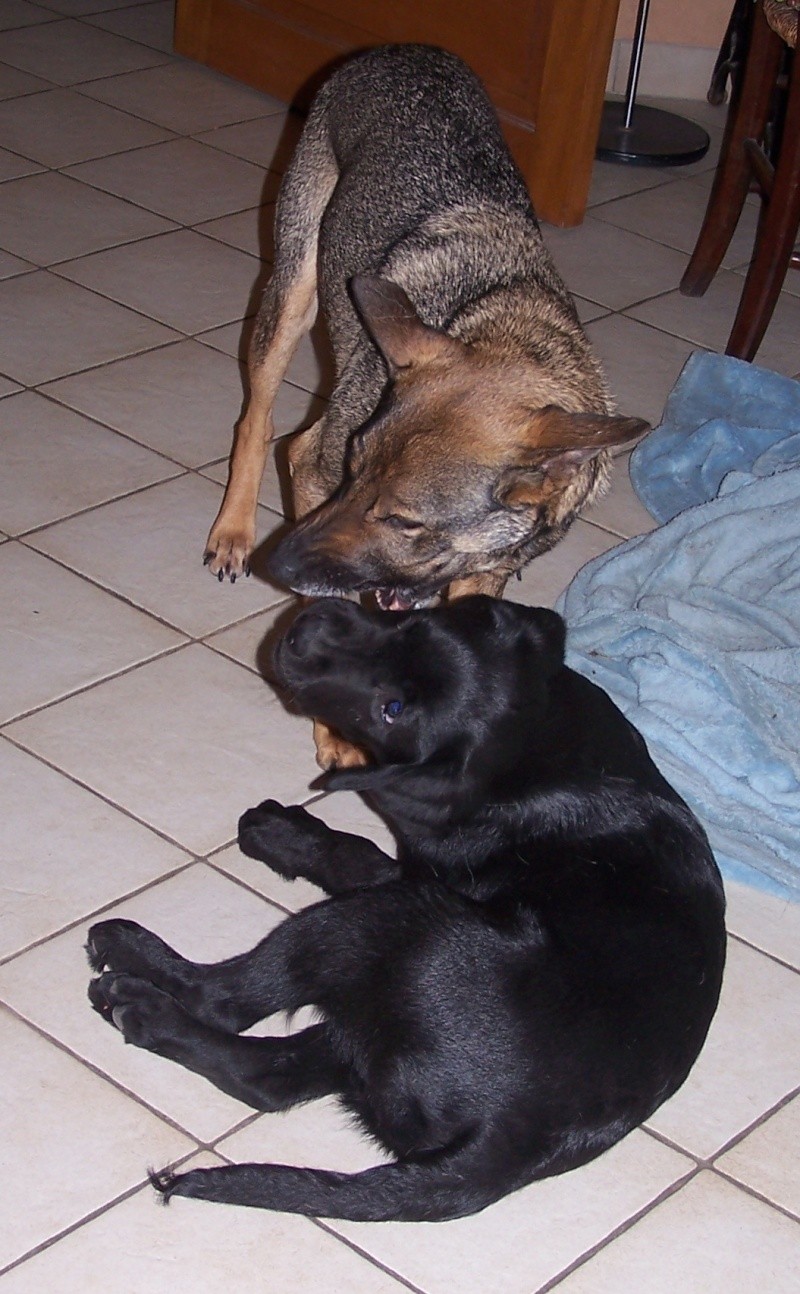 Aito chien de Guadeloupe,1 an, amputé, en FA (41) sous Atout Bout D'Pattes 100_2210