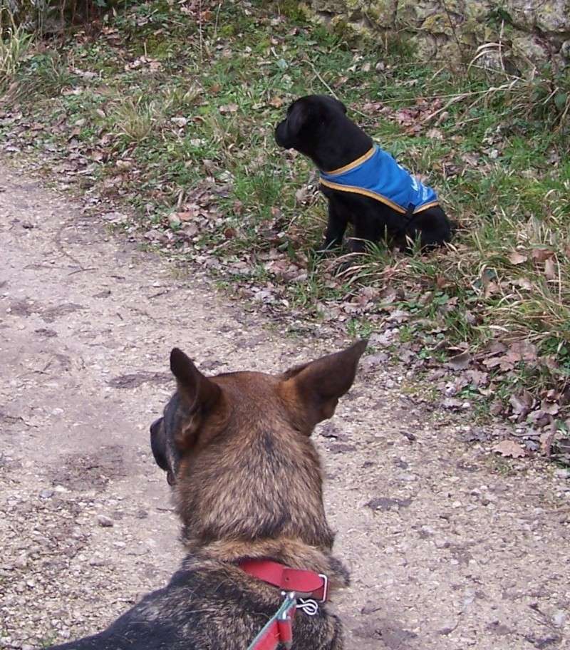 Aito chien de Guadeloupe,1 an, amputé, en FA (41) sous Atout Bout D'Pattes Gad10