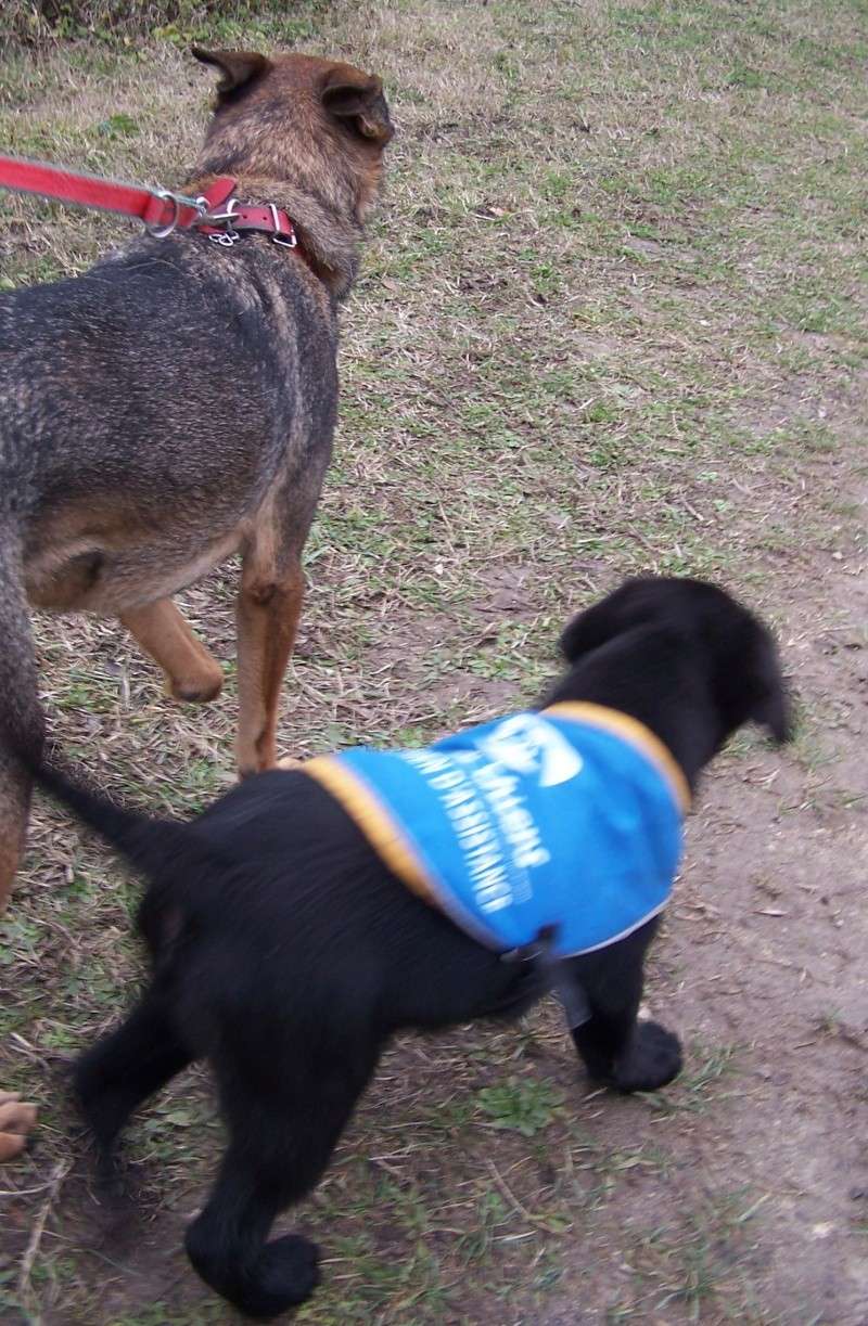 Aito chien de Guadeloupe,1 an, amputé, en FA (41) sous Atout Bout D'Pattes Gad_210