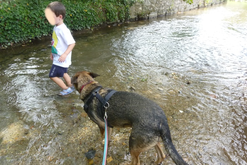 Aito chien de Guadeloupe,1 an, amputé, en FA (41) sous Atout Bout D'Pattes P1050211