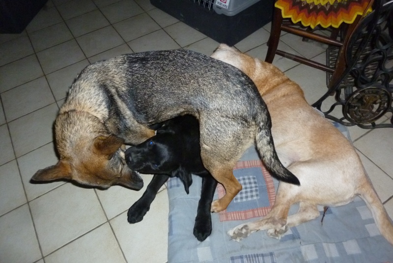 Aito chien de Guadeloupe,1 an, amputé, en FA (41) sous Atout Bout D'Pattes P1060812