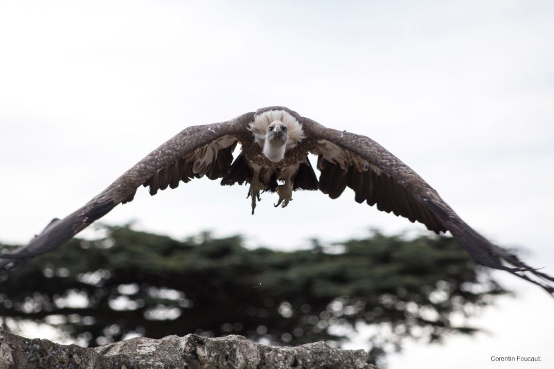 Les Aigles des Remparts Img_1311