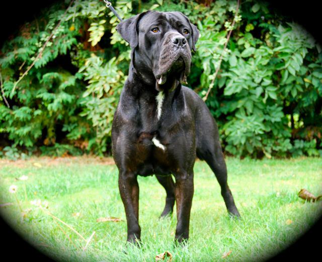 BETH Cane Corso female Essex 20594910