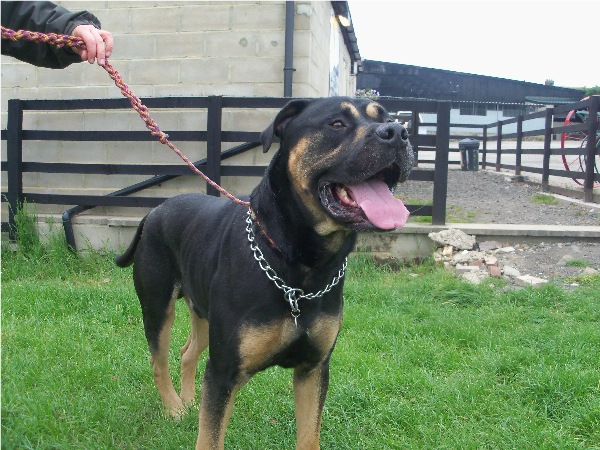 BULLSAI Rottie X Bullmastiff Leeds Hi10