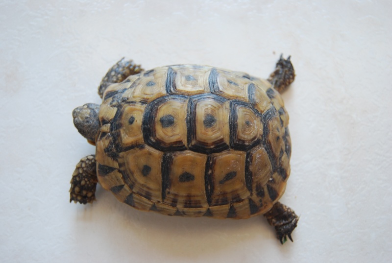 identification de mes tortues Tortue10