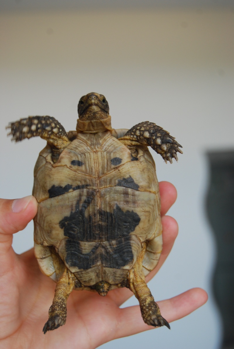 identification de mes tortues Tortue11