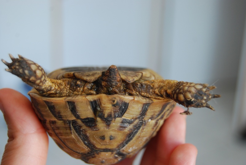 identification de mes tortues Tortue12