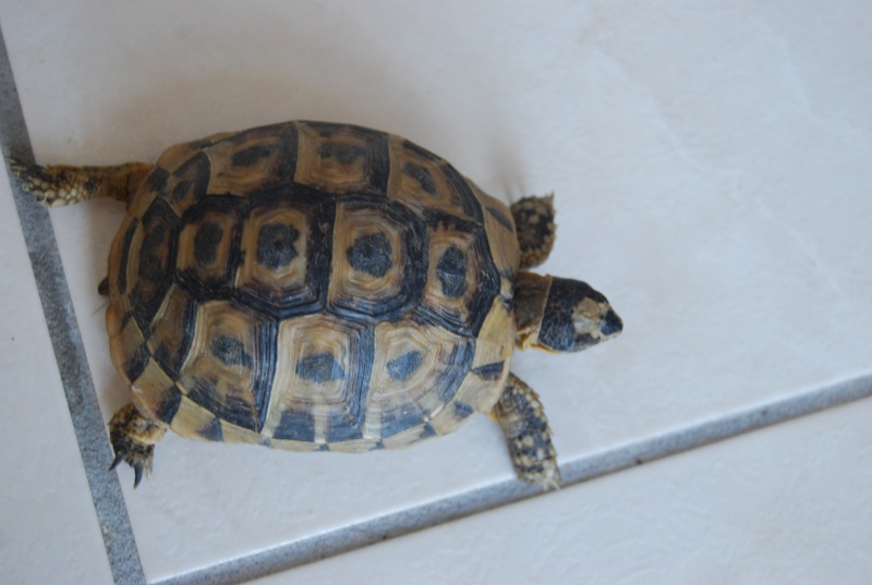 identification de mes tortues Tortue15