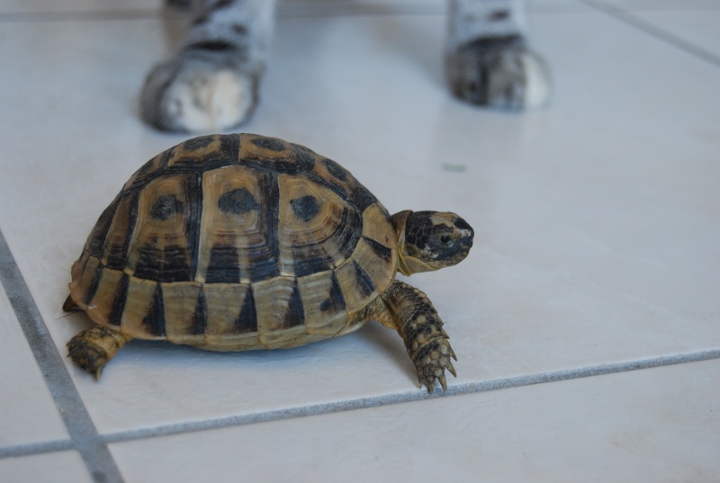 identification de mes tortues Tortue16