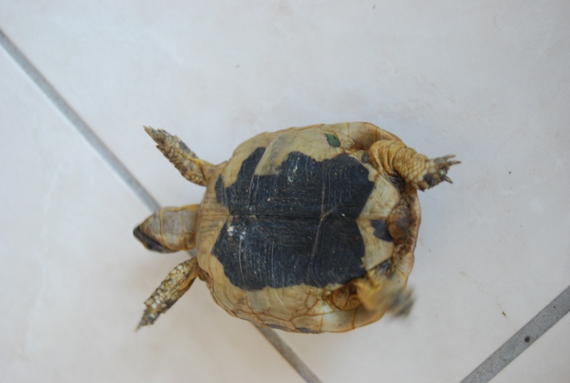identification de mes tortues Tortue17