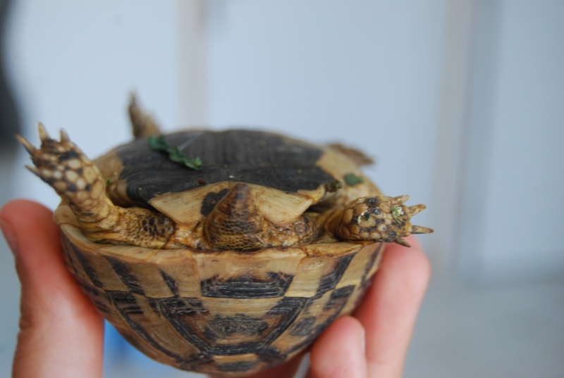 identification de mes tortues Tortue18