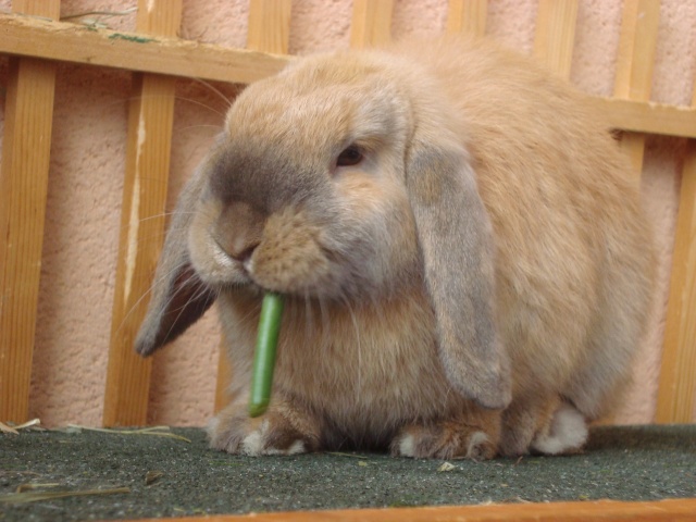 Mes amours de lapins Dsc01311