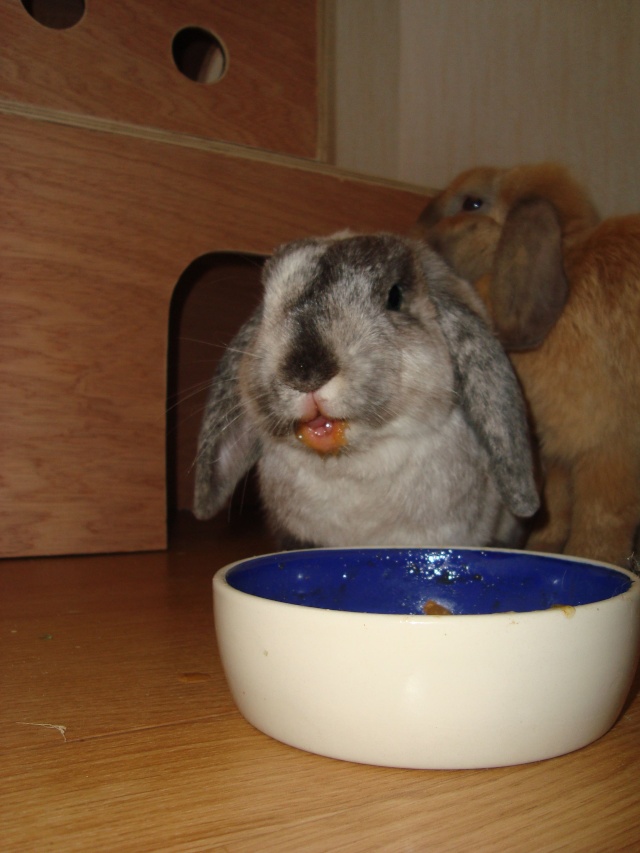 Comment mangent vos lapins??? (photos à l'appui) Dsc02822