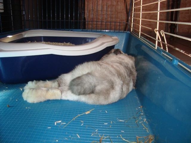 Comment dorment vos lapins? Photos à l'appui :) - Page 18 Dsc05710