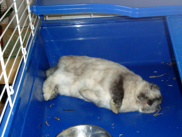 Comment dorment vos lapins? Photos à l'appui :) - Page 18 Dsc07010