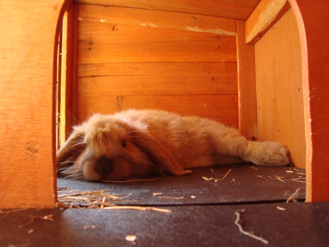 Comment dorment vos lapins? Photos à l'appui :) - Page 18 Dsc09612