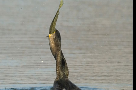 Cormorans l'hiver Cormor11