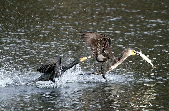 Cormorans l'hiver Querel10