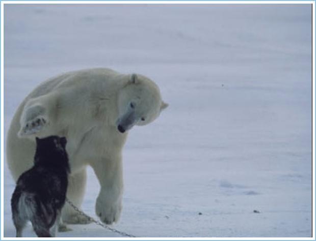 Polar Bear awwwww pictures Att00011