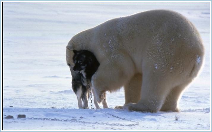 Polar Bear awwwww pictures Att00014