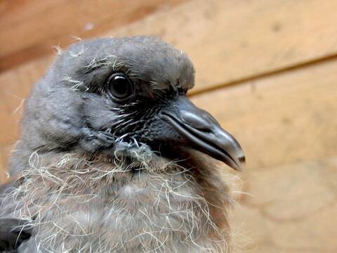 Sauvetage Bebe Pigeon