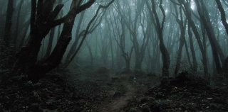 Forêt Obscure Foretn10