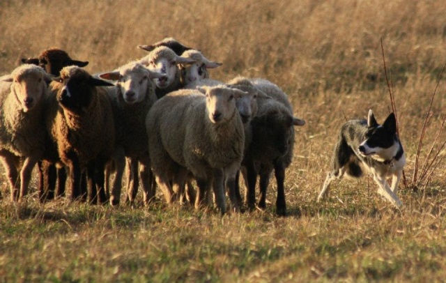 photos - Concours photos : " Attitude au travail sur troupeaux d'ovins " - Page 2 39682710