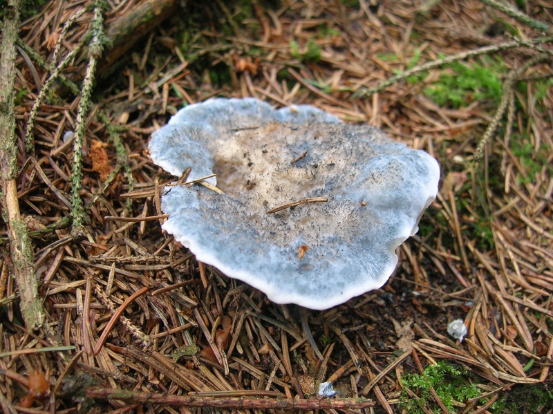 Un beau bleu - Oligoporus caesius Dscn3933