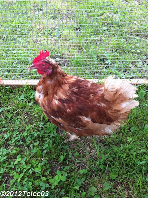 poupoule Img_0220