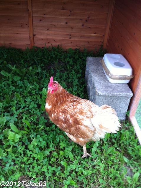 poupoule Img_0221