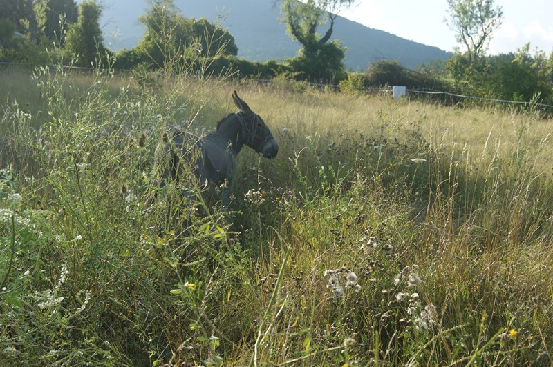 Les compagnons de Gaïa Dsc00454