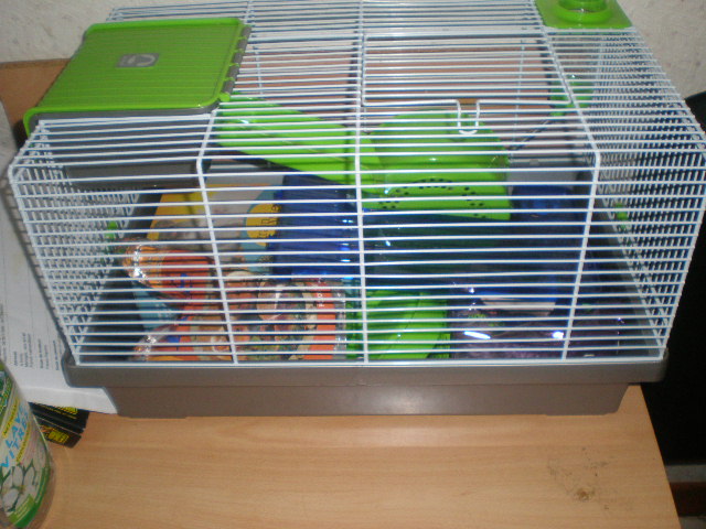 hamster adoption P9100010