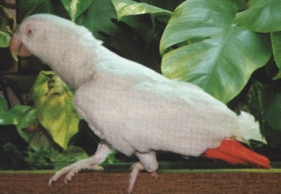 mutation rouge gris du gabon ! Albino10