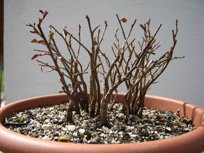 Shohin forest of cotoneaster seed Cotone24
