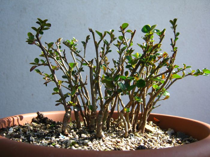 Shohin forest of cotoneaster seed Cotone26