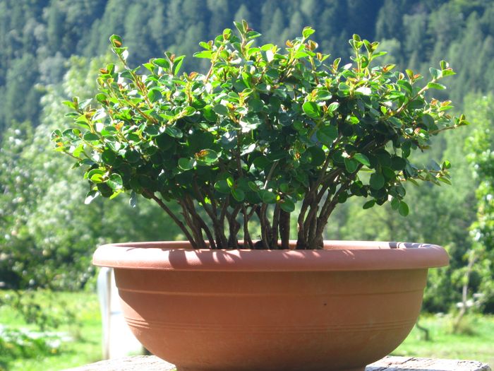 Shohin forest of cotoneaster seed Cotone27