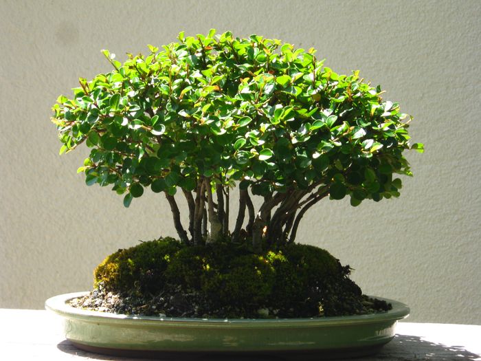 Shohin forest of cotoneaster seed Cotone30