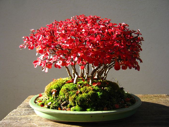 Shohin forest of cotoneaster seed Cotone32