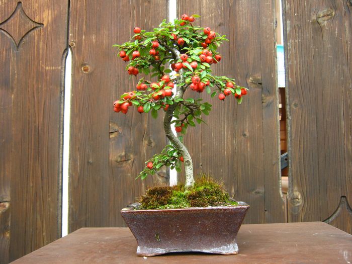 Shohin forest of cotoneaster seed Cotone34