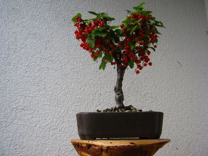 Rare species of bonsai - Page 4 Ribes_12