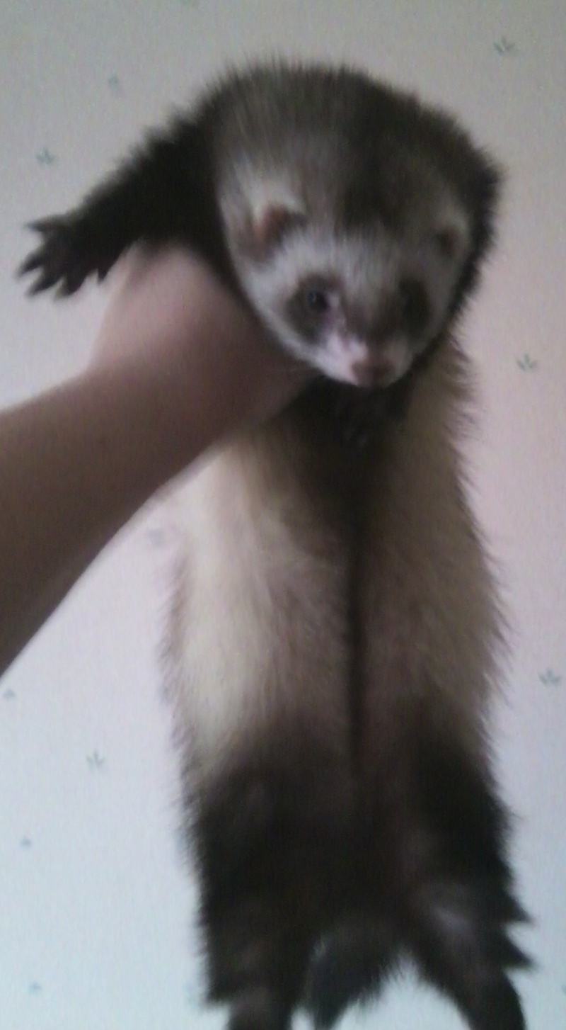 Les Flandria's Ferrets Photo015