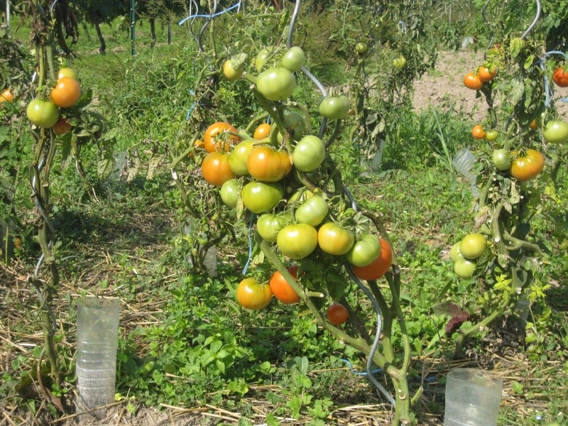 les tomates Img_3811